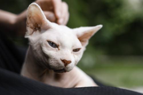 a woman's hand stroking cat