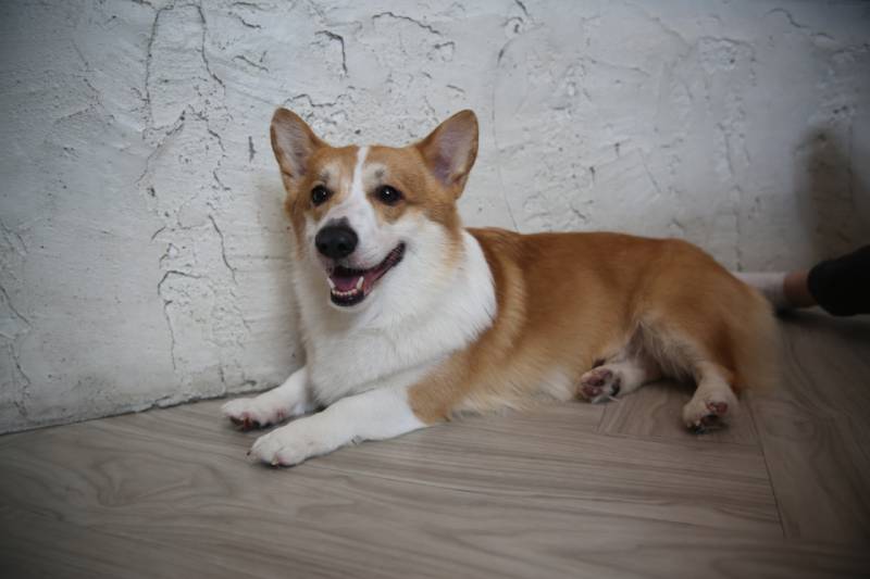 beagle dog purebred bright portrait