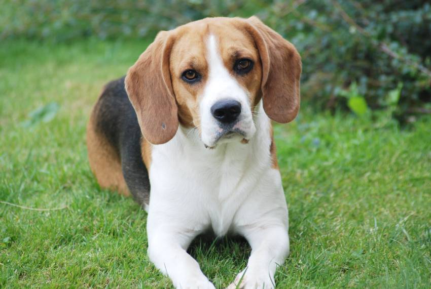 Beagle dog in backyard