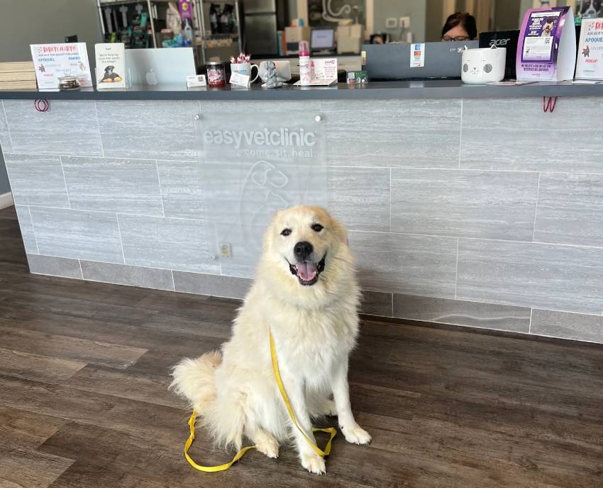 easyvet Midlothian front desk