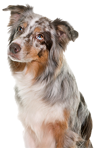 australian shepherd