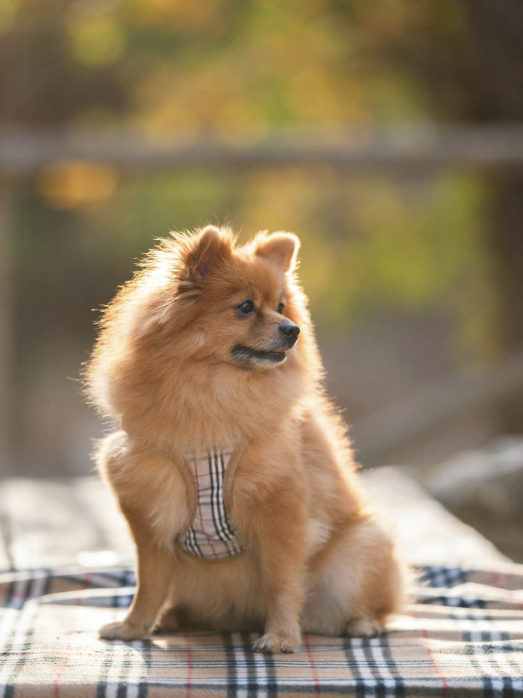 Red Pomeranian Spitz against a background