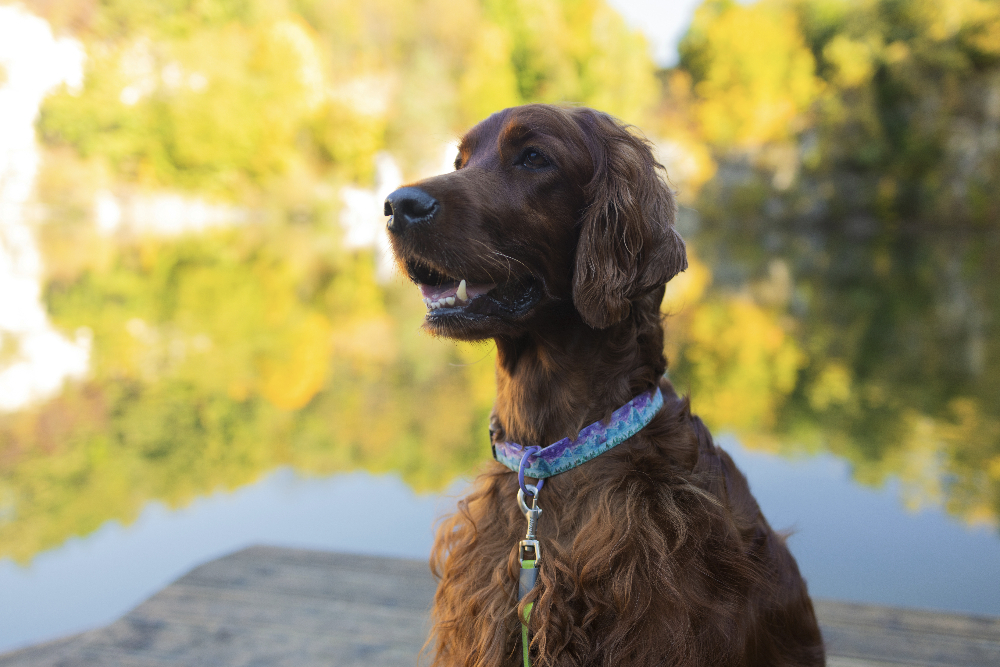 Irish setter dog posing near lake